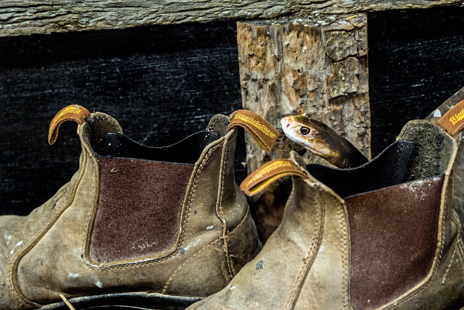 Should People in Sunderland be Allowed to Own a Venomous Snakes?