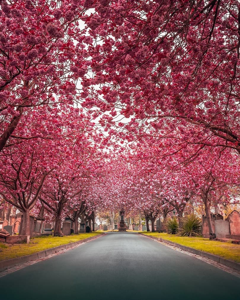 Sunderland Launches First Local Blossom Programme