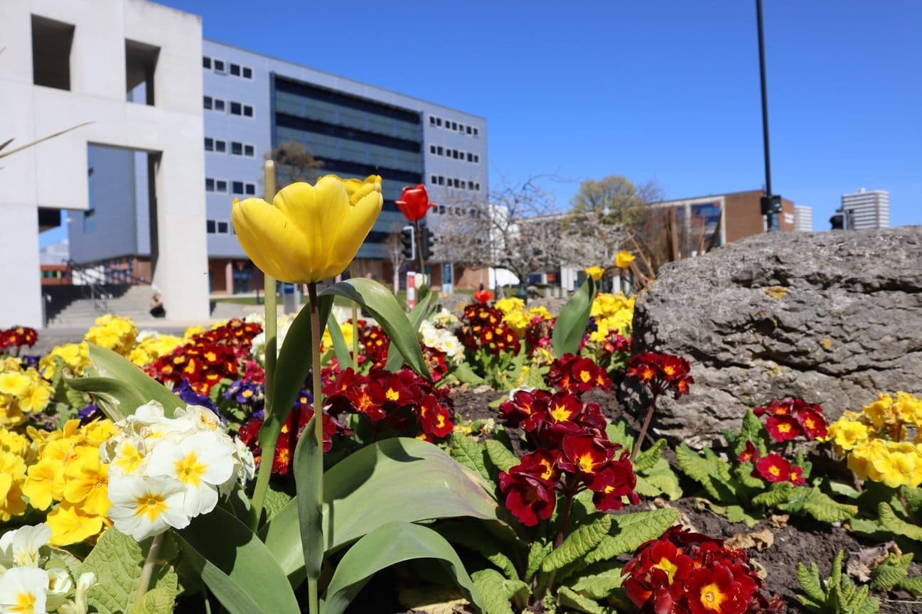 Blooming Flowers Across Sunderland!